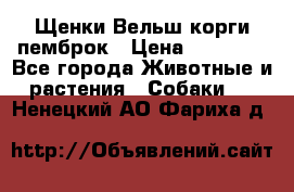 Щенки Вельш корги пемброк › Цена ­ 35 000 - Все города Животные и растения » Собаки   . Ненецкий АО,Фариха д.